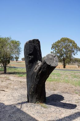 Blackstump, McLaren and the Sines
