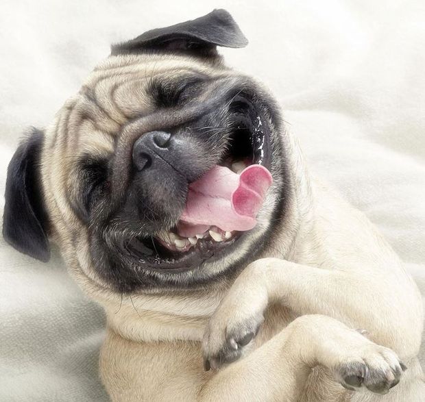 laughing-dog