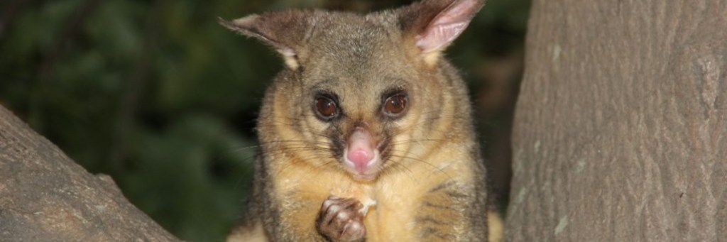 Hello Possums! How Would Your Church Deal With Unwanted&nbsp;Guests?