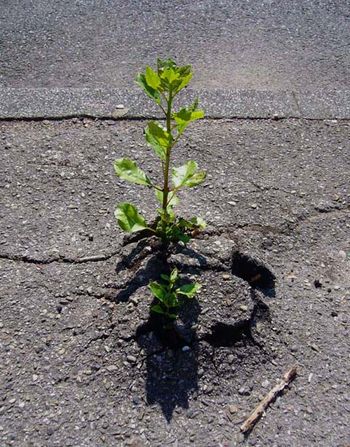 Nature as window and&nbsp;mirror
