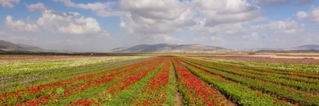 Land and biblical&nbsp;theology