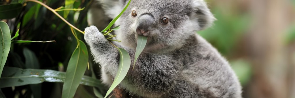 John Chrysostom on the Living&nbsp;Creation