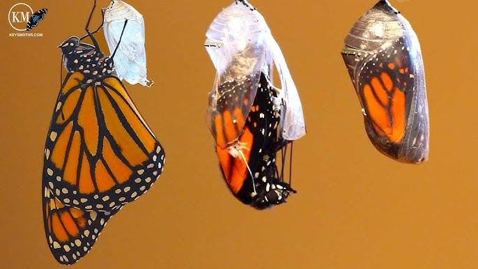 The Quest for Personal Transformation