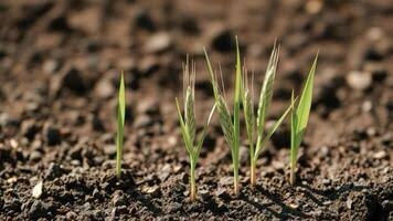 Haiku: Seed Falls On The Ground